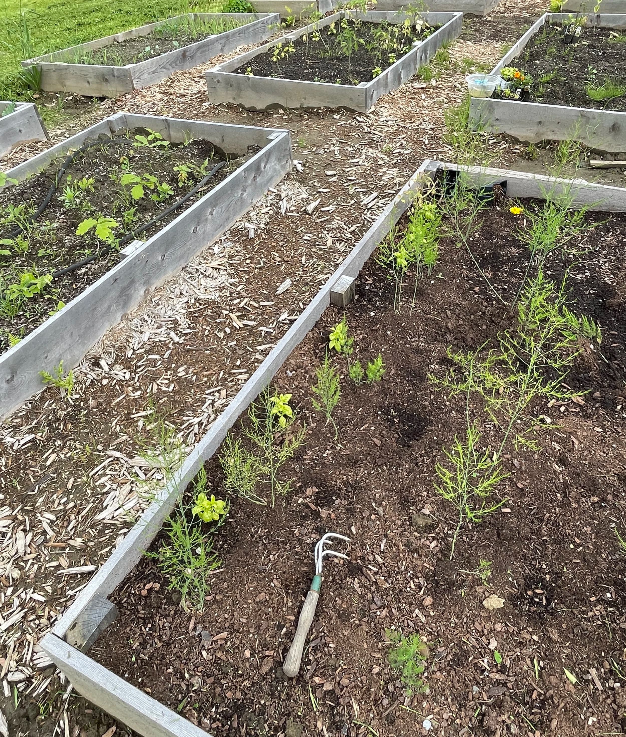 Custom Garden Bed and Premium Soil